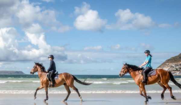 Horses